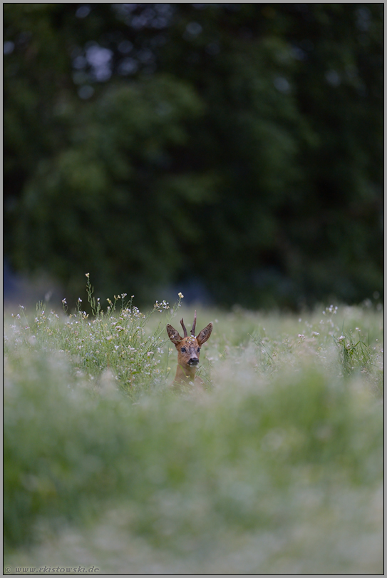 in der Wildwiese... Reh *Capreolus capreolus*, Rehbock