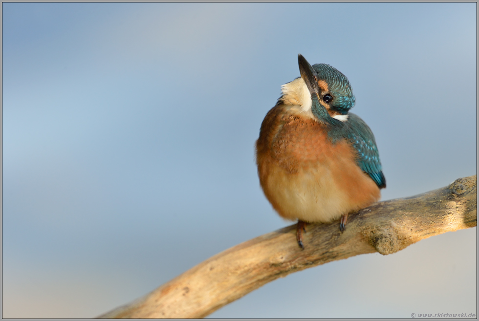 sympathisch... Eisvogel *Alcedo atthis*, Jungvogel mit neugierigem Blick