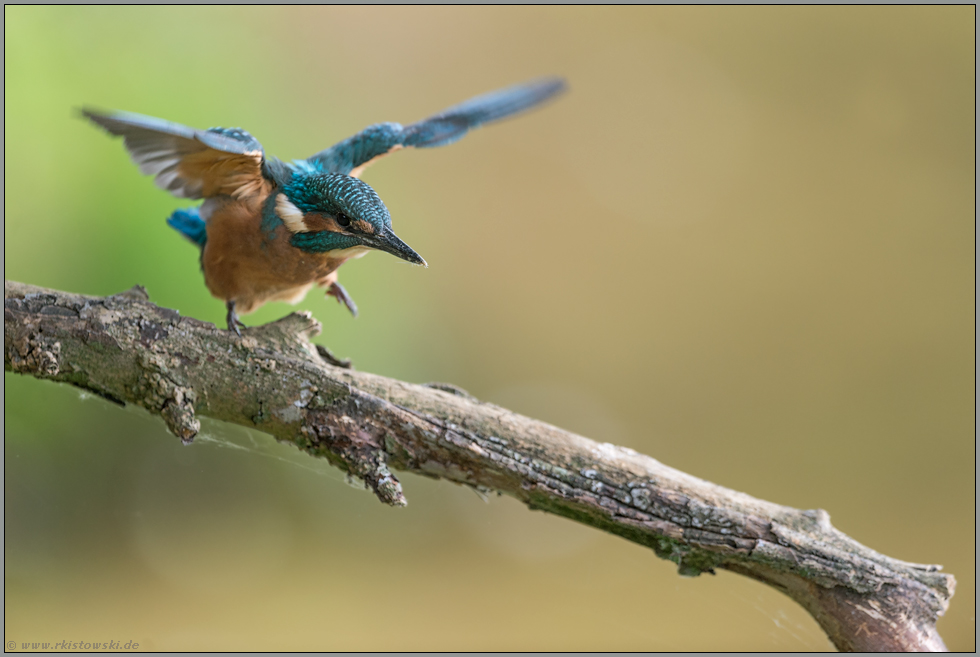 aufgeregt... Eisvogel *Alcedo atthis*, Jungvogel kurz nach dem "Flügge-werden"