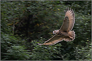 Mitzieher... Europäischer Uhu *Bubo bubo* im schnellen Gleitflug, Segelflug