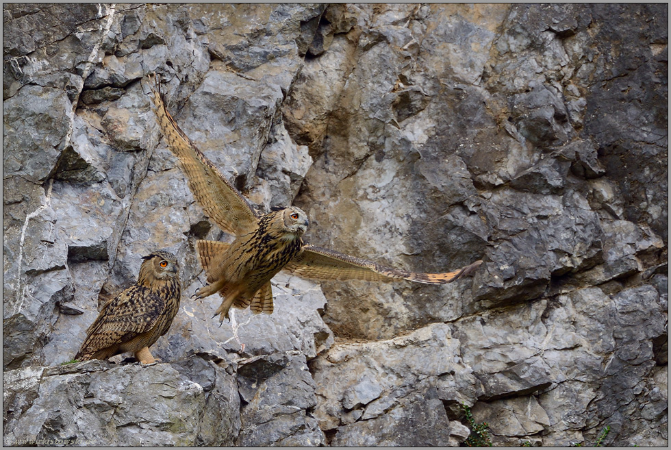 im Doppelpack... Europäischer Uhu *Bubo bubo*, Abflug aus der Felswand