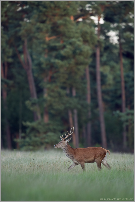 Ruhe... Rothirsch *Cervus elaphus*, junger Rothirsch am späten Abend