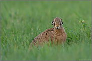 diese Mimik... Feldhase  *Lepus europaeus*