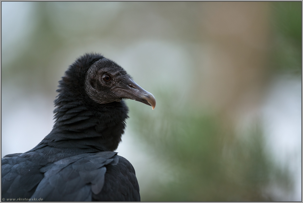 Kopfportrait... Rabengeier *Coragyps atratus*