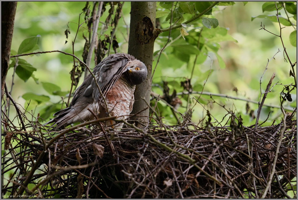 Gefiederpflege... Sperber *Accipiter nisus*