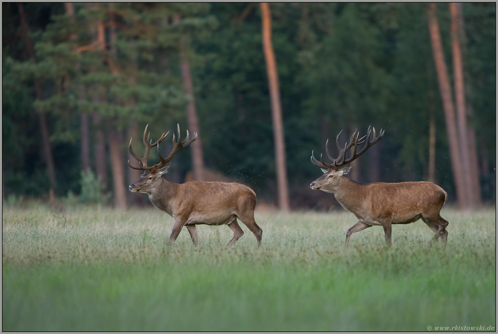 zum Abend hin... Rothirsch *Cervus elaphus * in der Feistzeit