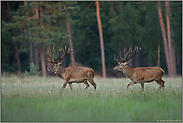 zum Abend hin... Rothirsch *Cervus elaphus * in der Feistzeit