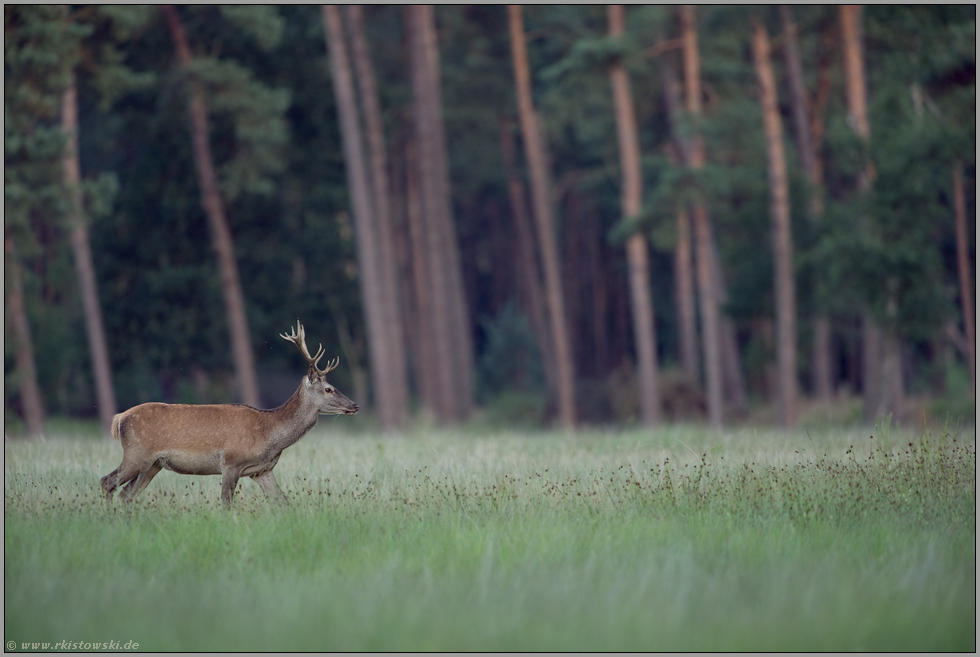 Mitte August... Rothirsch  *Cervus elaphus *, Nachwuchshirsch auf der Wildwiese