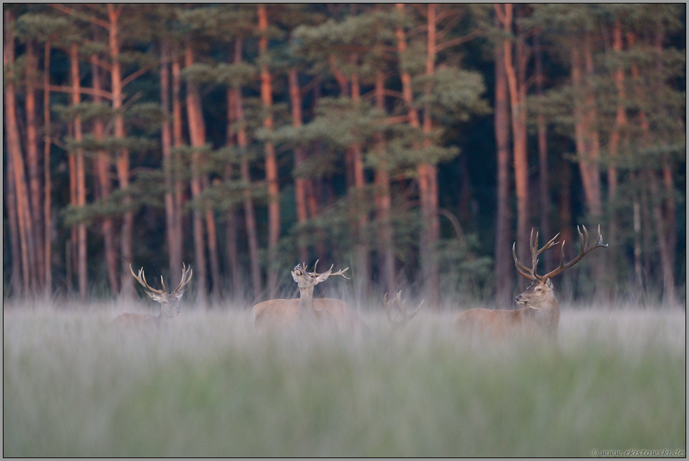 Männerrunde... Rothirsch *Cervus elaphus*, Hirschrudel im hohen Gras