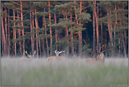 Männerrunde... Rothirsch *Cervus elaphus*, Hirschrudel im hohen Gras