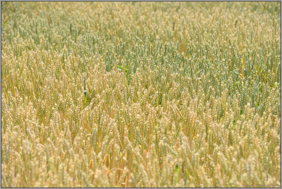 Farben des Sommers... Weizen *Triticum durum*