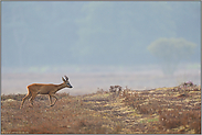 karg... Reh *Capreolus capreolus* in der offenen Heidelandschaft