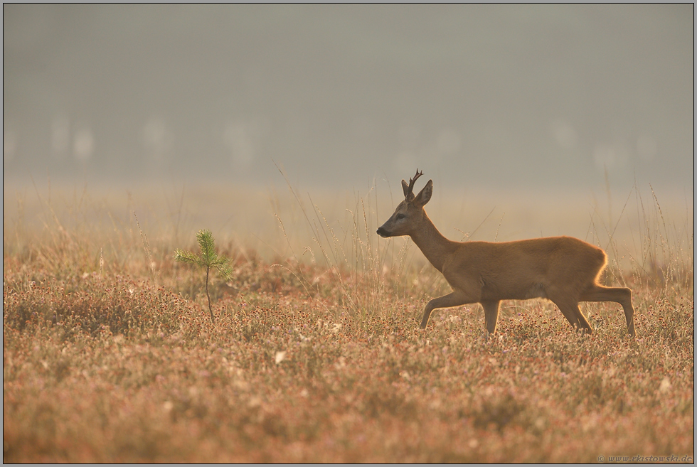 stolzer Sechser... Reh *Capreolus capreolus*, Heidebock im sanften Gegenlicht