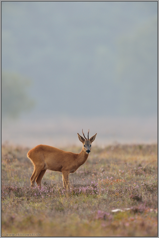 aufmerksame Blicke... Reh *Capreolus capreolus*, Rehbock in der Heide