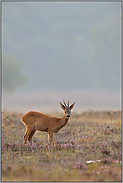 aufmerksame Blicke... Reh *Capreolus capreolus*, Rehbock in der Heide