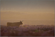 in der blühenden Heide... Schottisches Hochlandrind *Bos primigenius f. taurus* in frühmorgendlicher Lichtstimmung