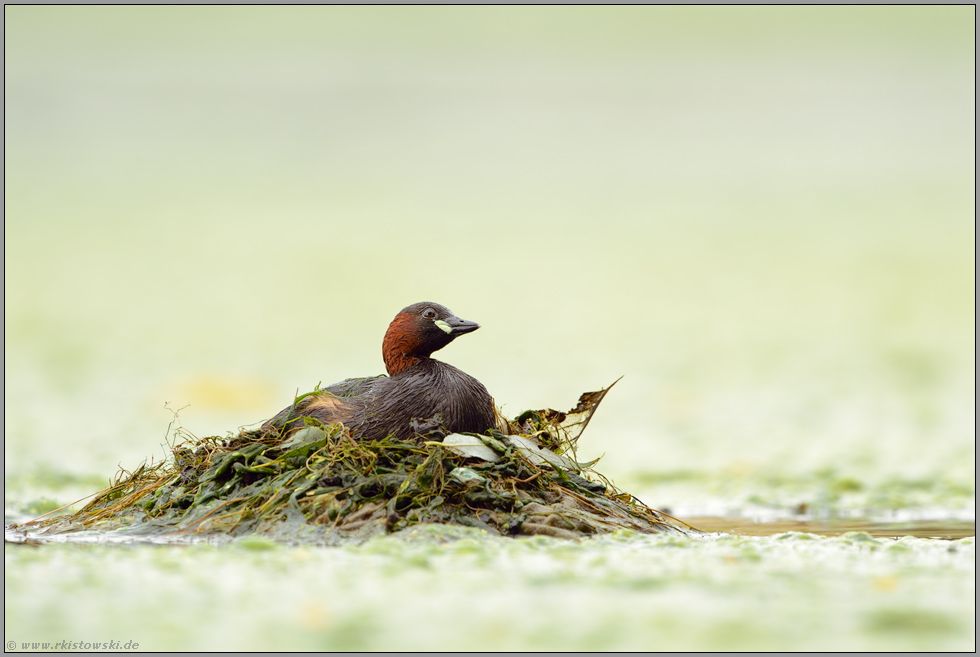 alles im Auge... Zwergtaucher *Tachybaptus ruficollis * auf dem Nest