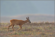 vollkommen ruhig... Rehbock *Capreolus capreolus* zieht durch die Heide