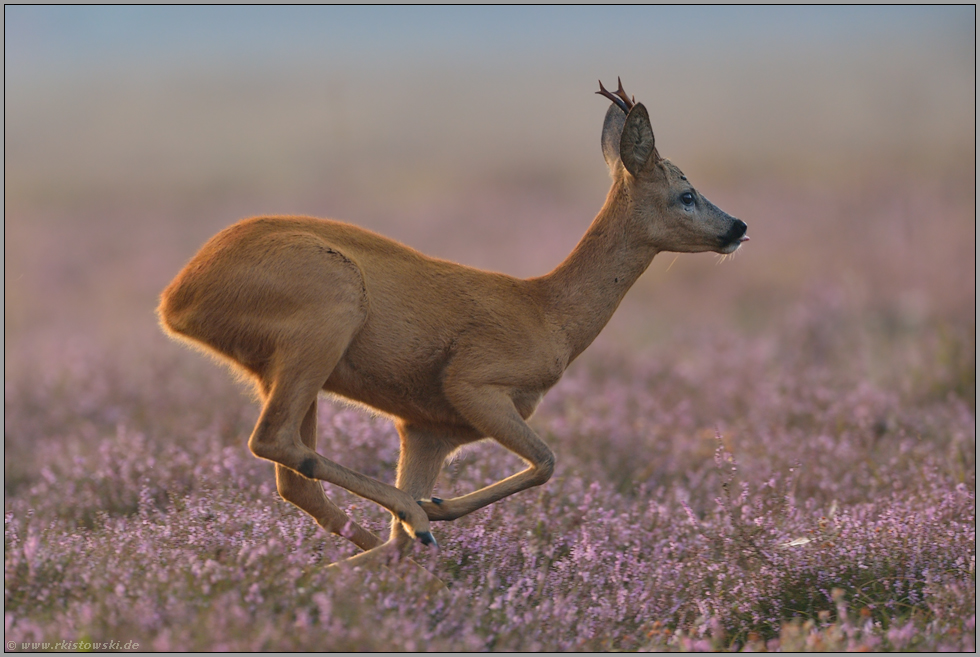 auf der Flucht... Rehbock *Capreolus capreolus* inmitten blühender Heide