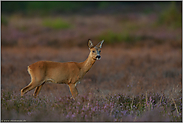 Heidereh... Reh *Capreolus capreolus*, Ricke in der blühenden Heide, Heideblüte