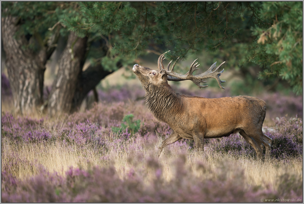 Drohverhalten... Rothirsch *Cervus elaphus*, Brunftbeginn in der Heide