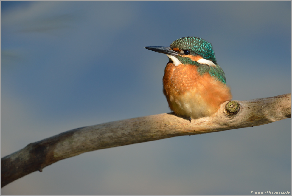 im Spotlicht... Eisvogel *Alcedo atthis*, Jungvogel