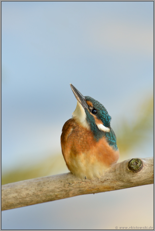 Himmelsblick... Eisvogel *Alcedo atthis*, Jungvogel auf Ansitzast über dem Wasser