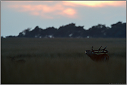 letztes Abendrot... Rothirsch *Cervus elaphus* in weiter Graslandschaft