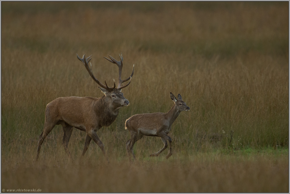 im September... Rothirsch *Cervus elaphus*, Rothirsch treibt eine Hirschkuh