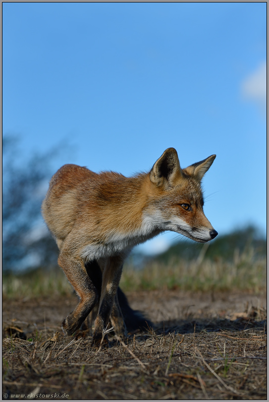 Anspannung... Rotfuchs *Vulpes vulpes* aus der Mäuseperspektive