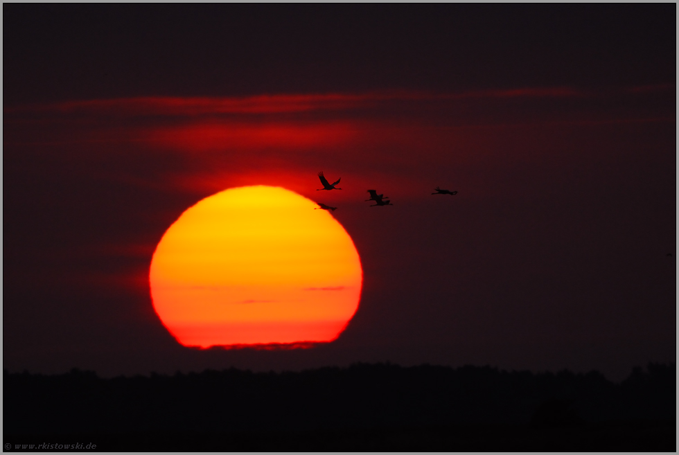 wenn die Sonne aufgeht... Kraniche *Grus grus* auf dem Weg zu ihren Futterplätzen