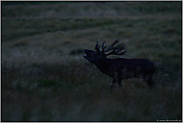 spät in der Nacht... Rothirsch *Cervus elaphus*, Rotwildbrunft, röhrender Hirsch