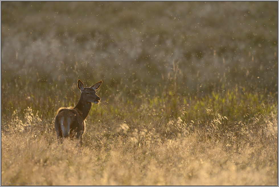 von Mücken umtanzt... Hirschkuh *Cervus elaphus*, Rottier im abendlichen Gegenlicht