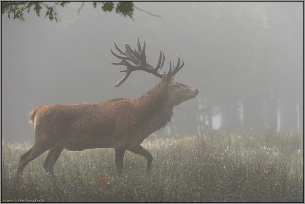 ziehend... Rothirsch *Cervus elaphus* läuft am frühen Morgen ünber eine vom Nebel verhangene Lichtung