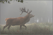 ziehend... Rothirsch *Cervus elaphus* läuft am frühen Morgen ünber eine vom Nebel verhangene Lichtung