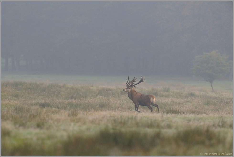 auf weiter Flur... Rothirsch *Cervus elaphus* wechselt über eine weite Wildwiese