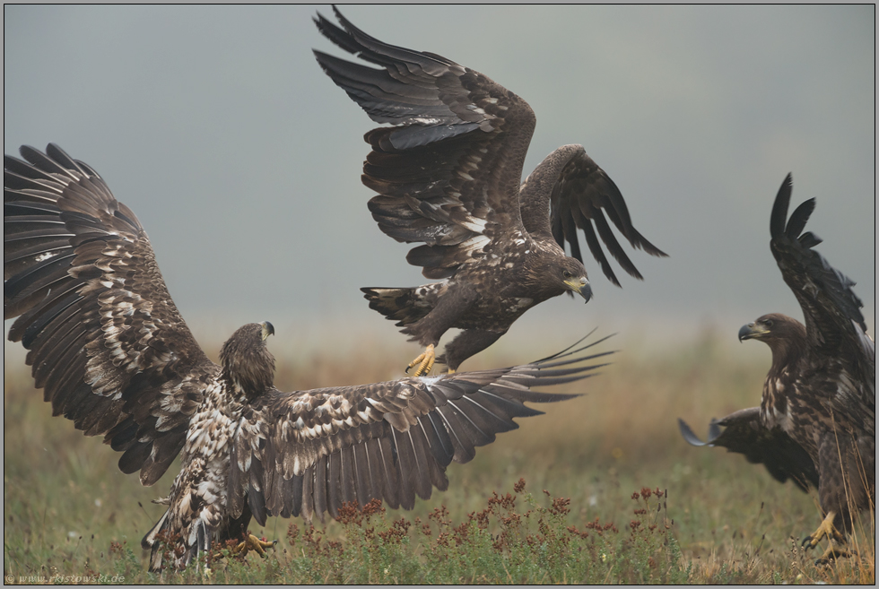 streitende Jungadler... Seeadler *Haliaeetus albicilla* im Herbst