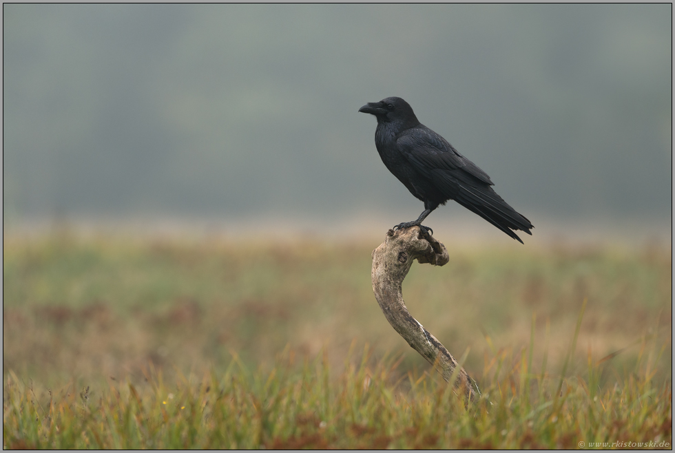 immer auf der Hut... Kolkrabe *Corvus corax* auf bevorzugter Sitzwarte