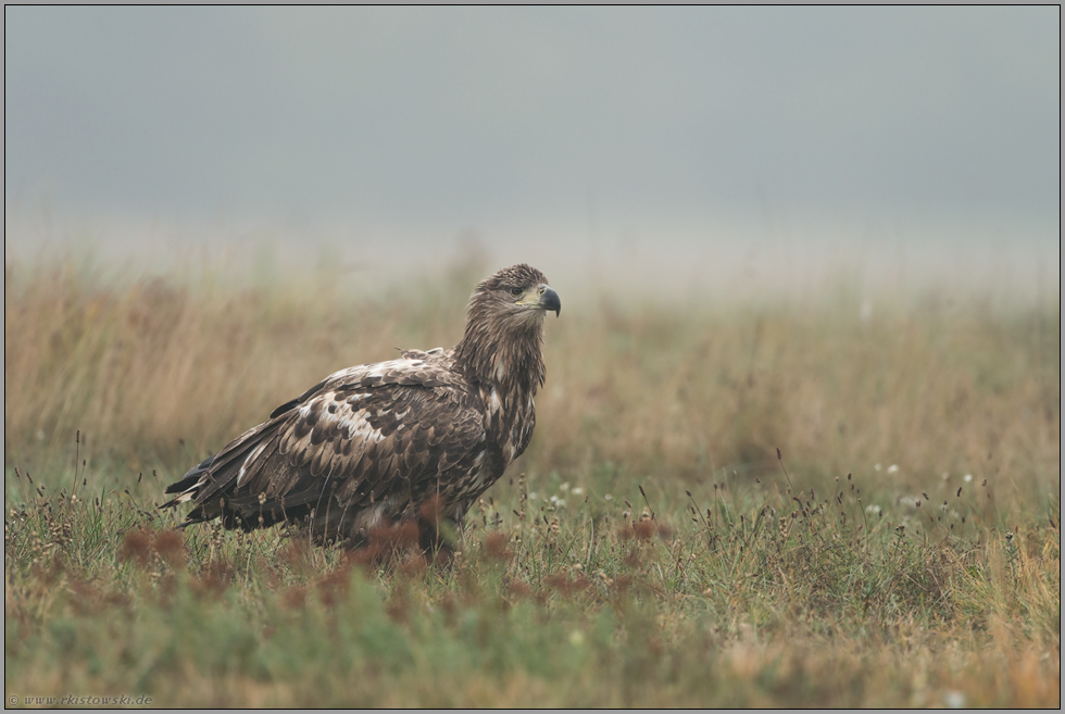 aus sicherer Distanz... Seeadler *Haliaeetus albicilla*, Jungvogel im Herbst