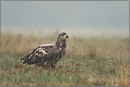 aus sicherer Distanz... Seeadler *Haliaeetus albicilla*, Jungvogel im Herbst