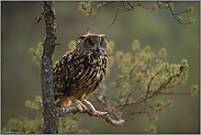 in der Kiefer... Europäischer Uhu *Bubo bubo*, Altvogel im schönsten Licht