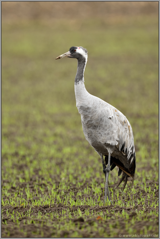 im jungen Wintergetreide... Grauer Kranich *Grus grus*