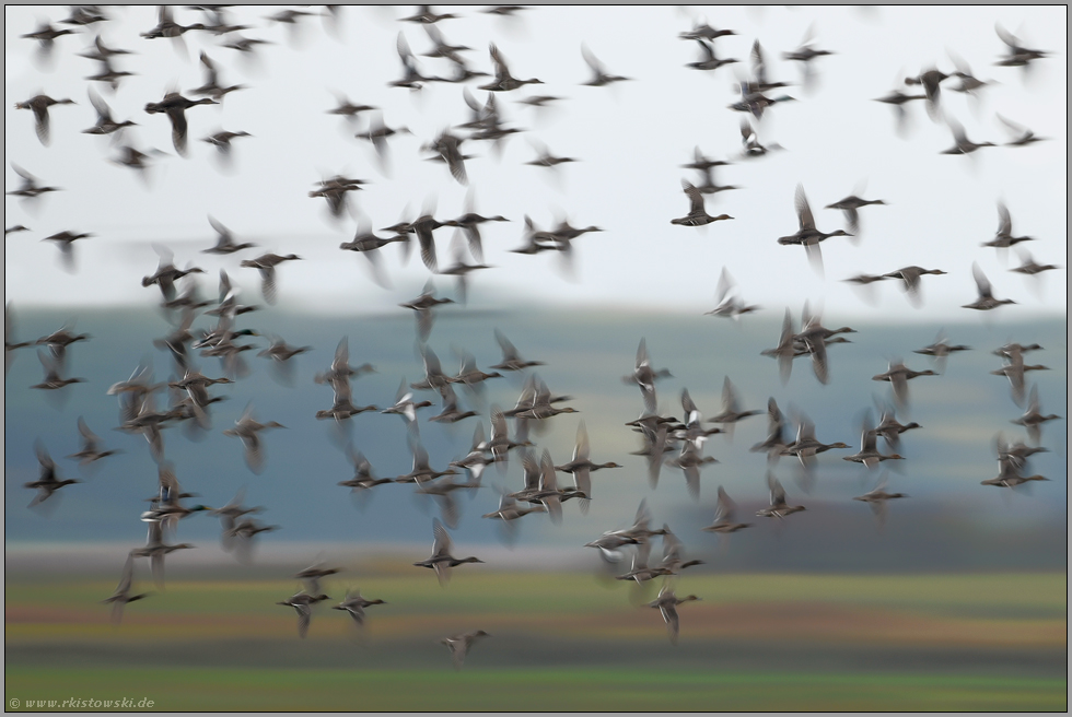 in pfeilschnellem Flug... Enten *Stockenten, Pfeifenten*