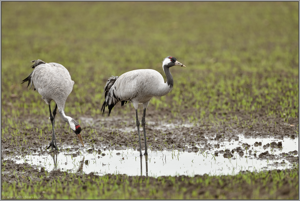 an der Wasserstelle... Grauer Kranich *Grus grus*