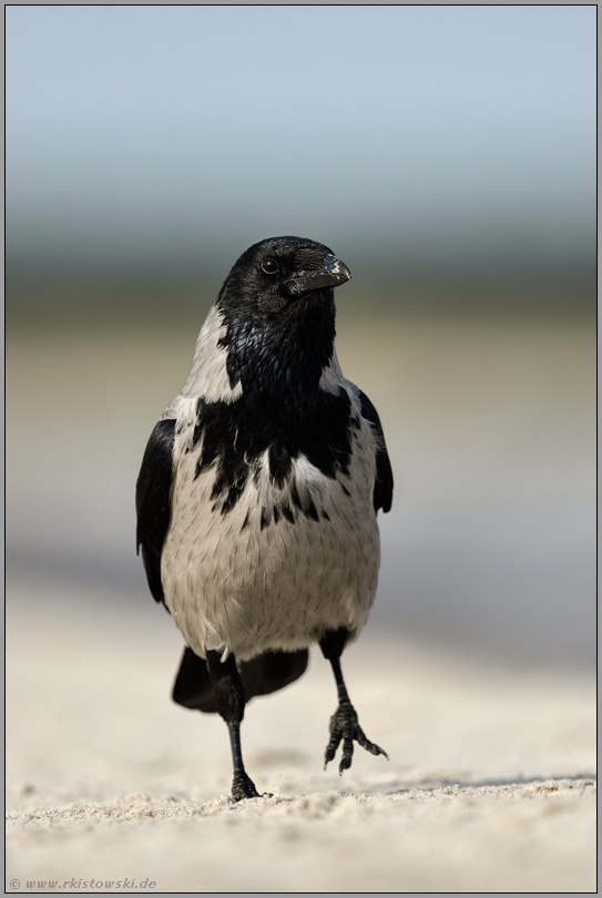 zu Fuß unterwegs... Nebelkrähe *Corvus cornix* setzt am Strand der Ostsee einen Fuß vor den anderen