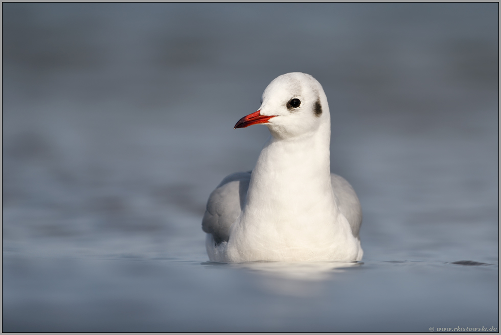 schwimmend... Lachmöwe *Chroicocephalus ridibundus* auf ruhiger See