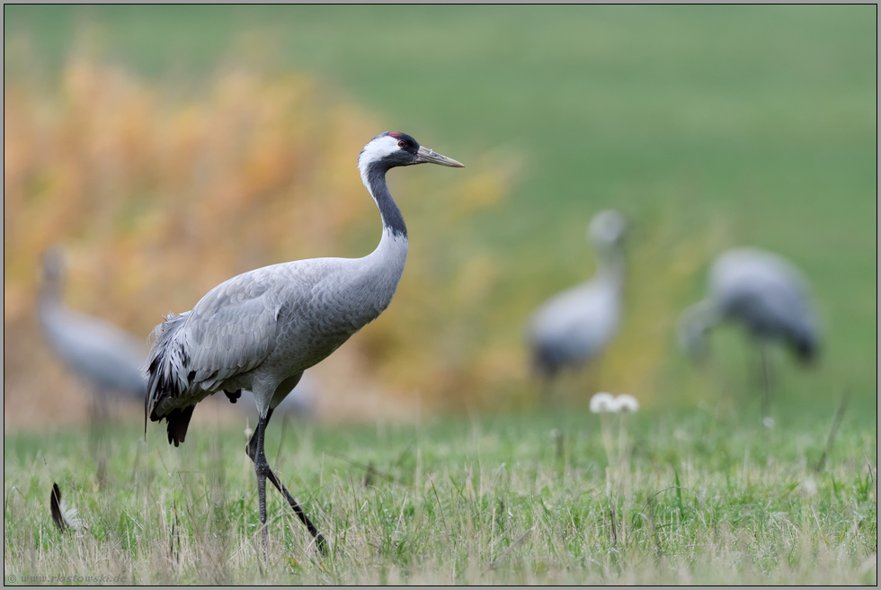 Schönheit... Grauer Kranich *Grus grus* bei der Rast in den Wiesen