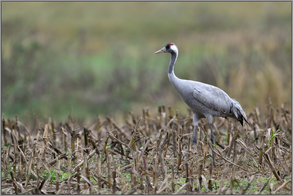 im Mais... Grauer Kranich *Grus grus* bei der Nahrungssuche in einem abgeernteten Maisfeld