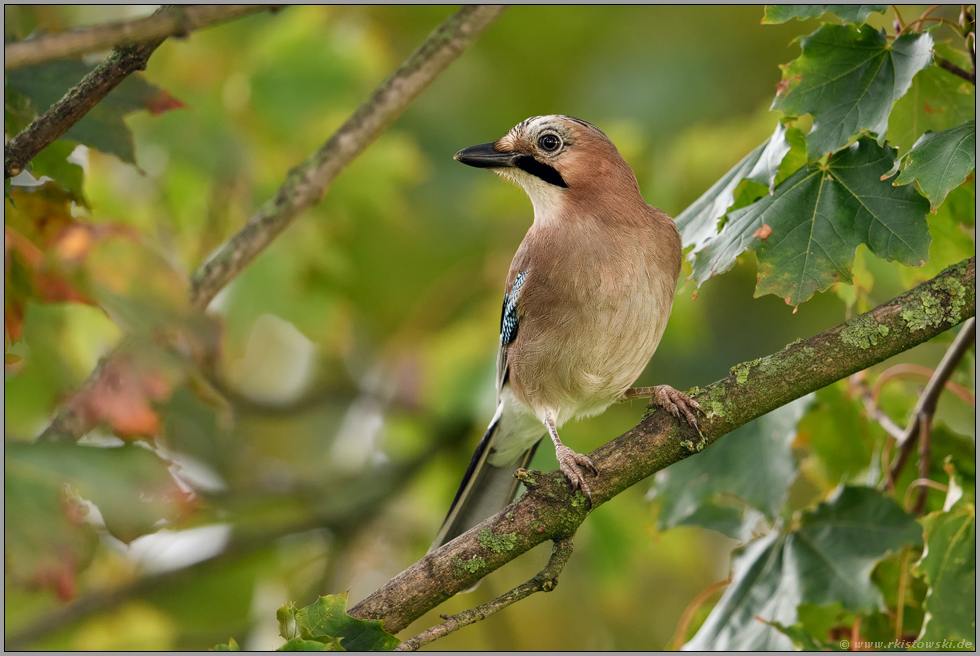 Wächter des Waldes... Eichelhäher *Garrulus glandarius* sitzt im Ahorn