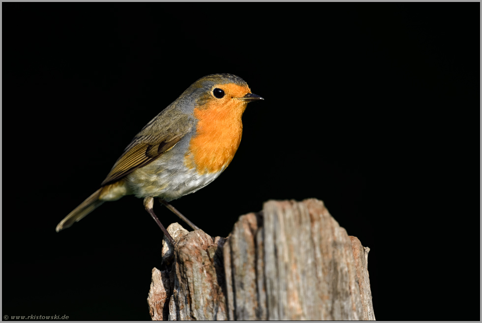 süßer Fratz... Rotkehlchen *Erithacus rubecula* sitzt im Licht